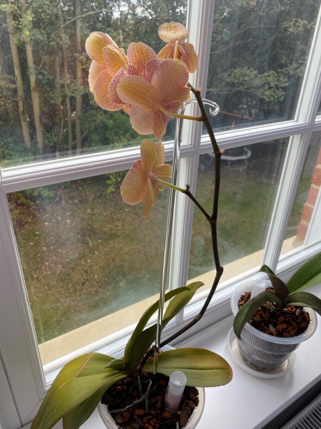 Ideal für hohe Orchideen