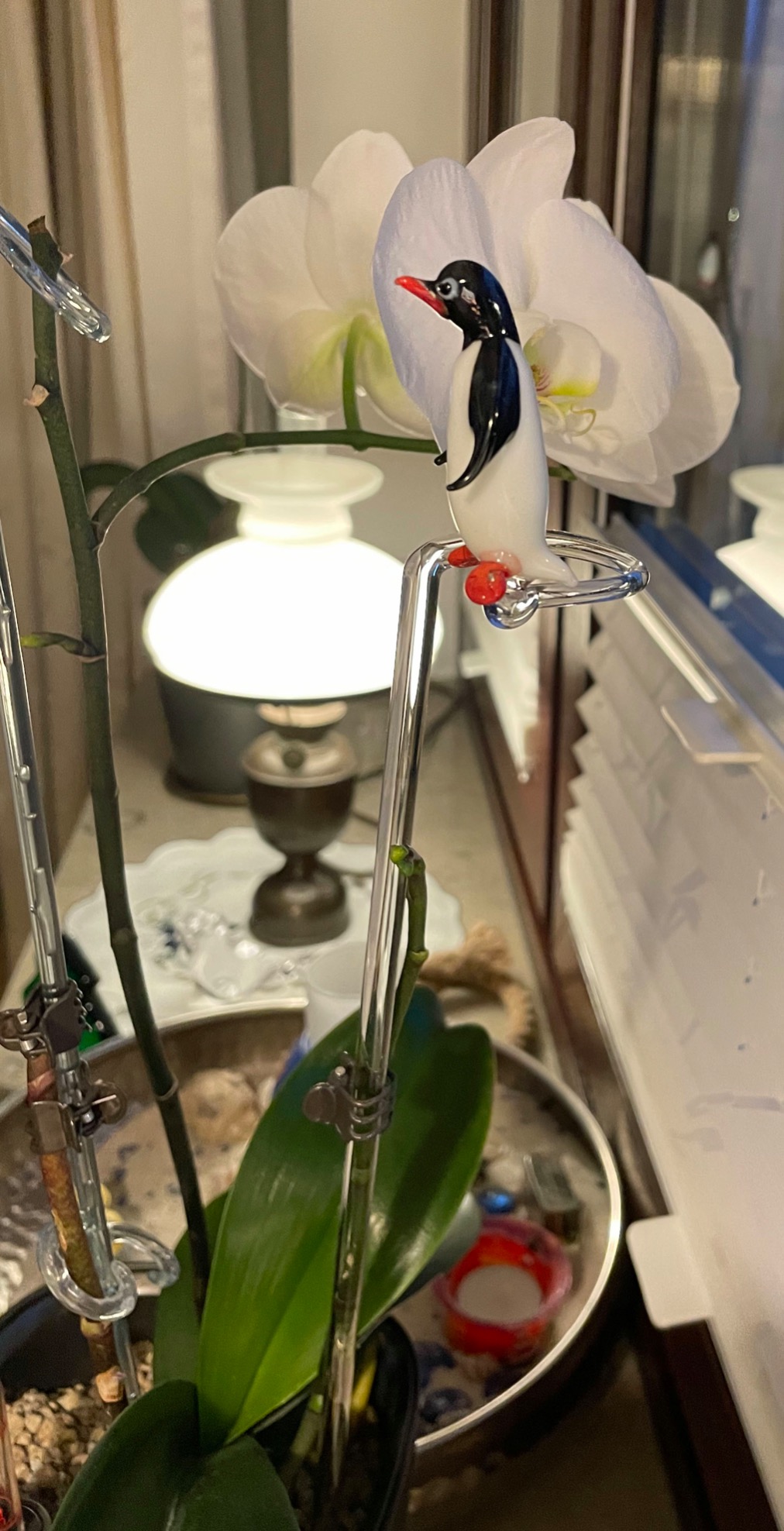 Hält meine Orchidee super